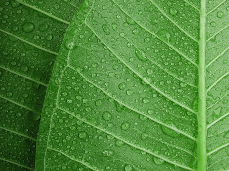 Nature,Concept.,Closeup,Of,Green,Leaf,With,Many,Droplet.,Freshness
